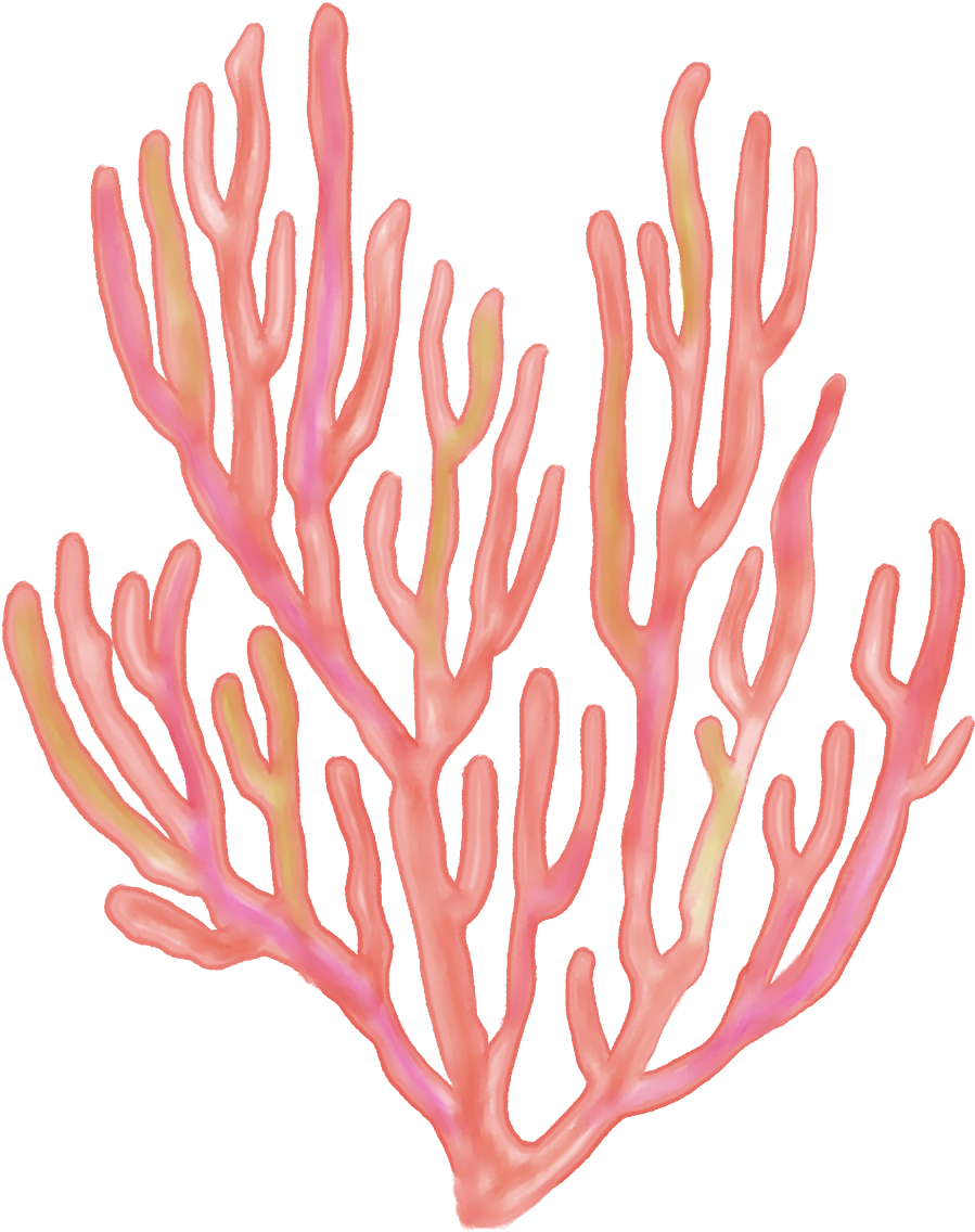 Vibrant Sea Fan Coral PNG