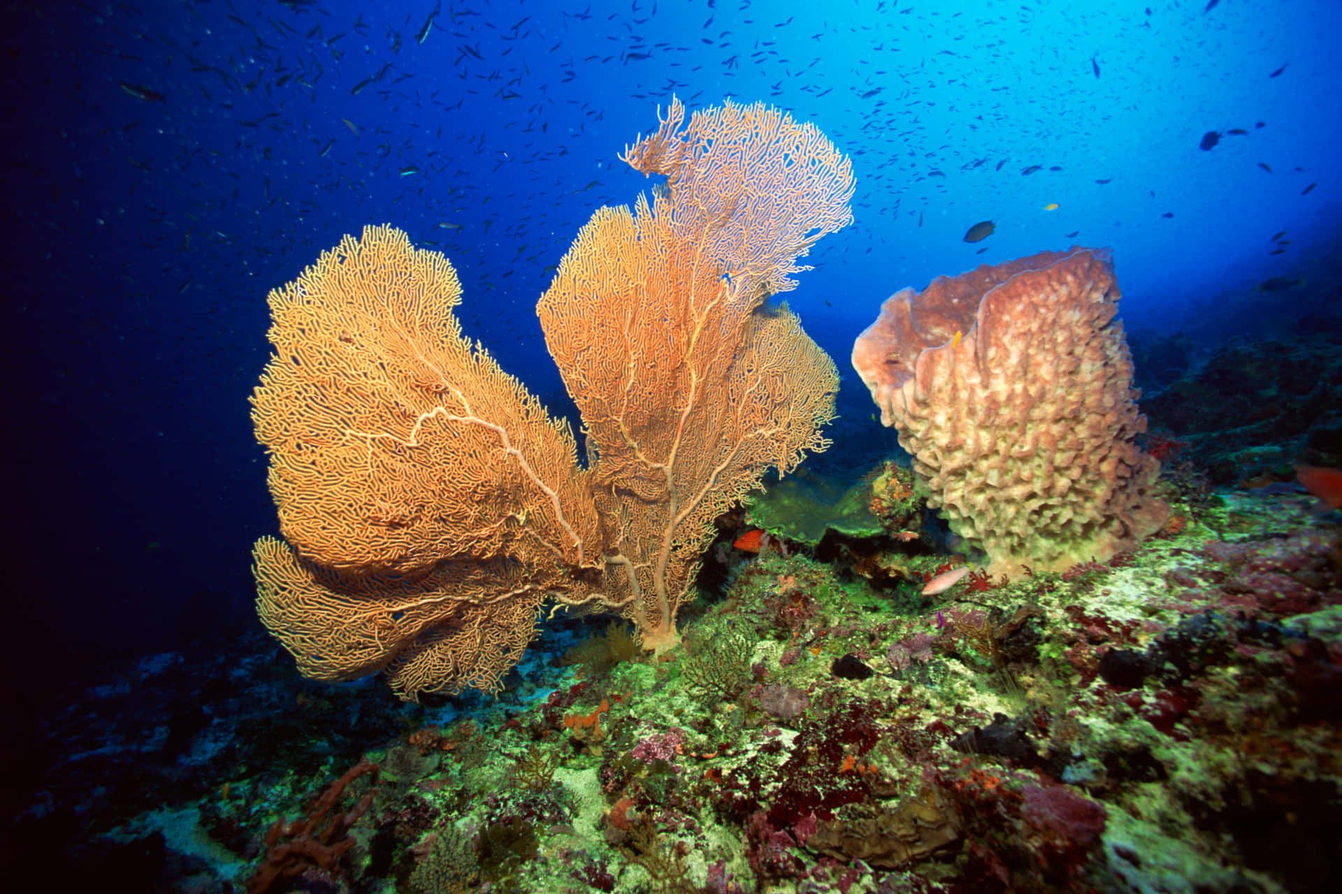Vibrant Sea Fanand Sponge Underwater Wallpaper