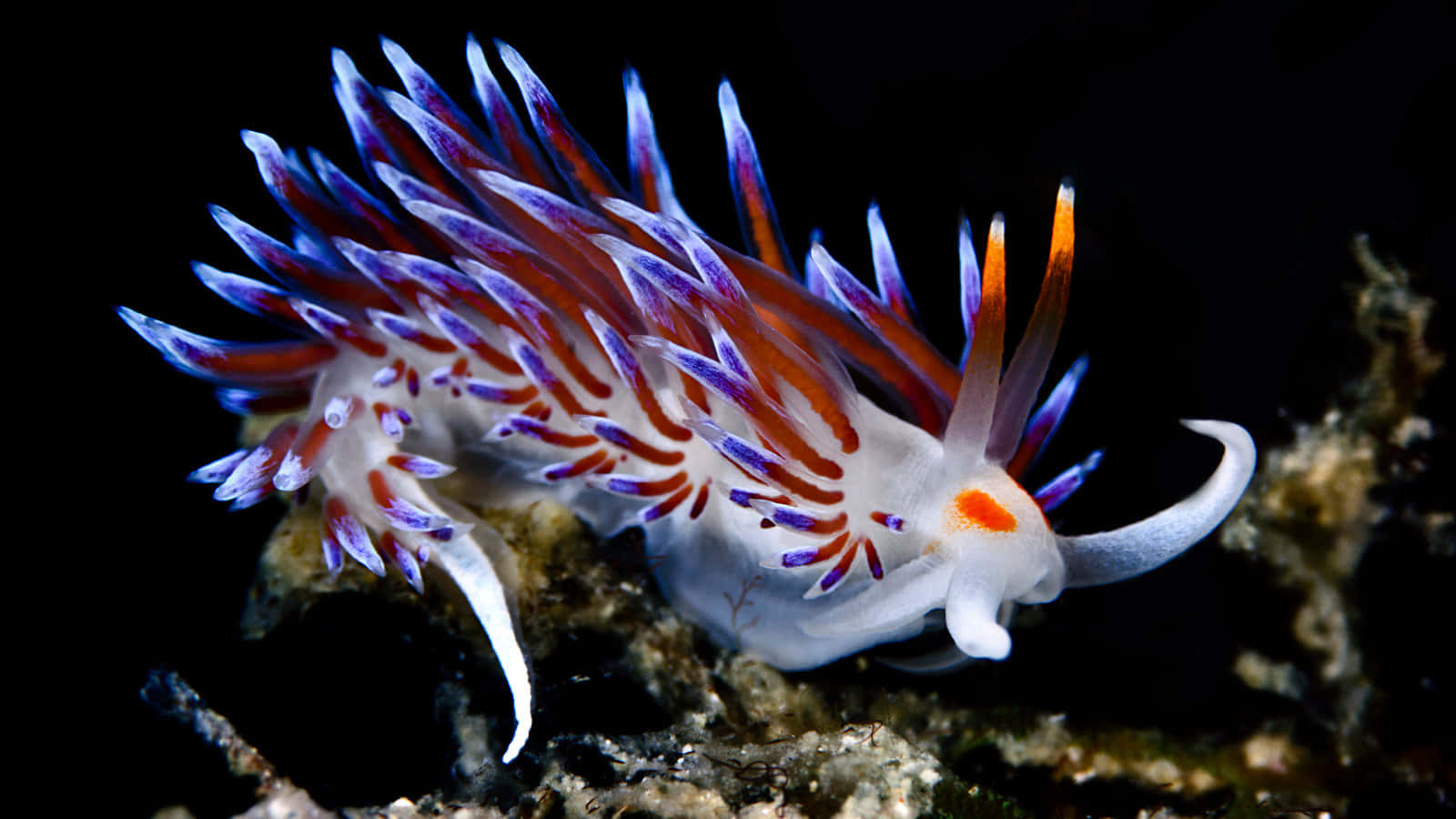 Vibrant Sea Slug On Coral Wallpaper