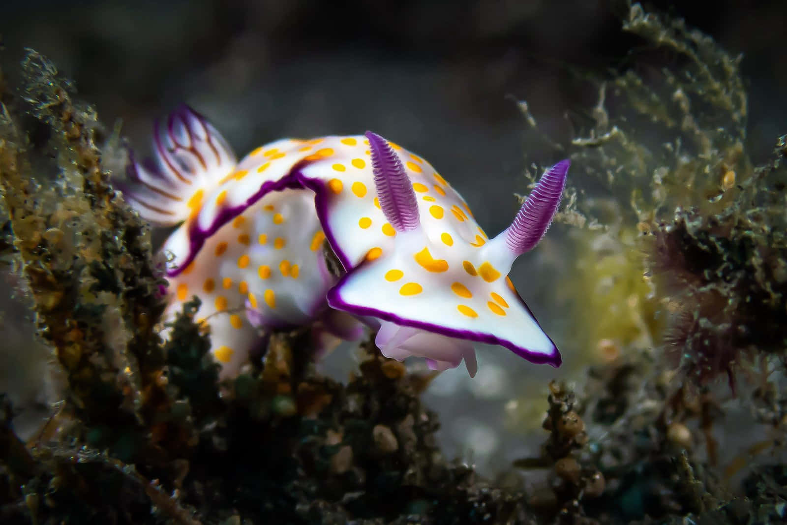 Vibrant Sea Slug Underwater Wallpaper