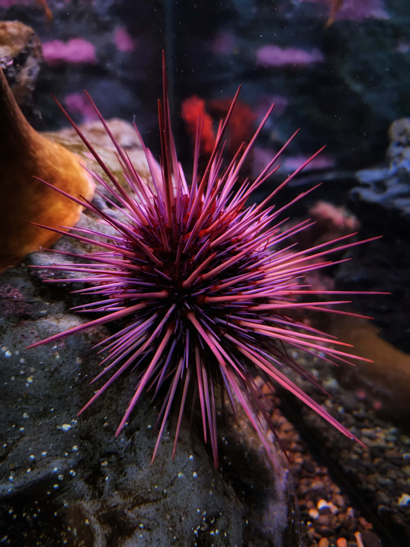 Vibrant Sea Urchin Underwater Wallpaper