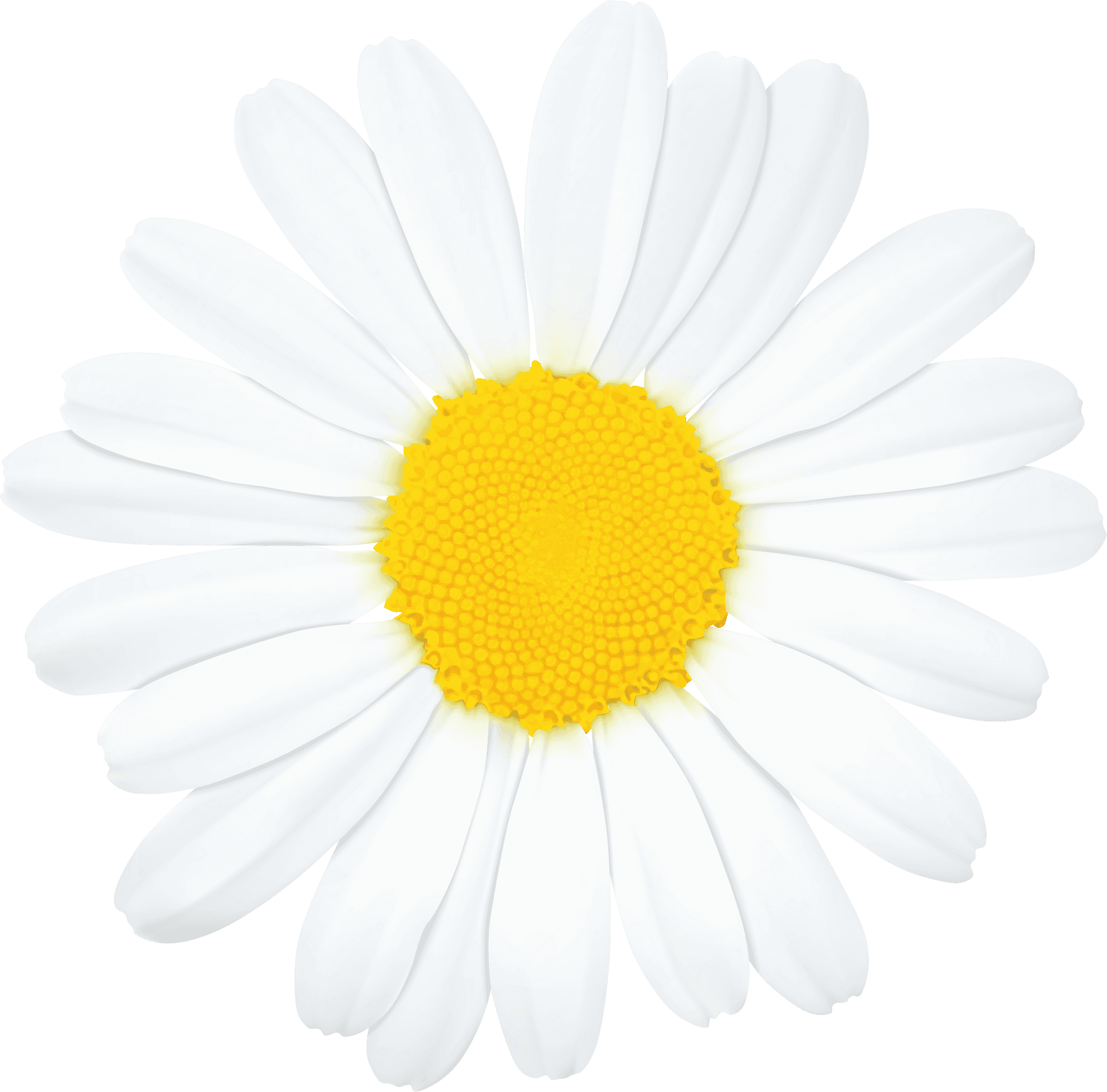 Vibrant Single Daisy Flower PNG