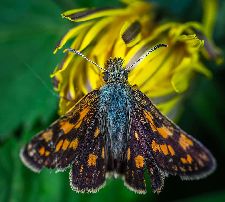 Vibrant Skipper Butterflyon Yellow Flower Wallpaper