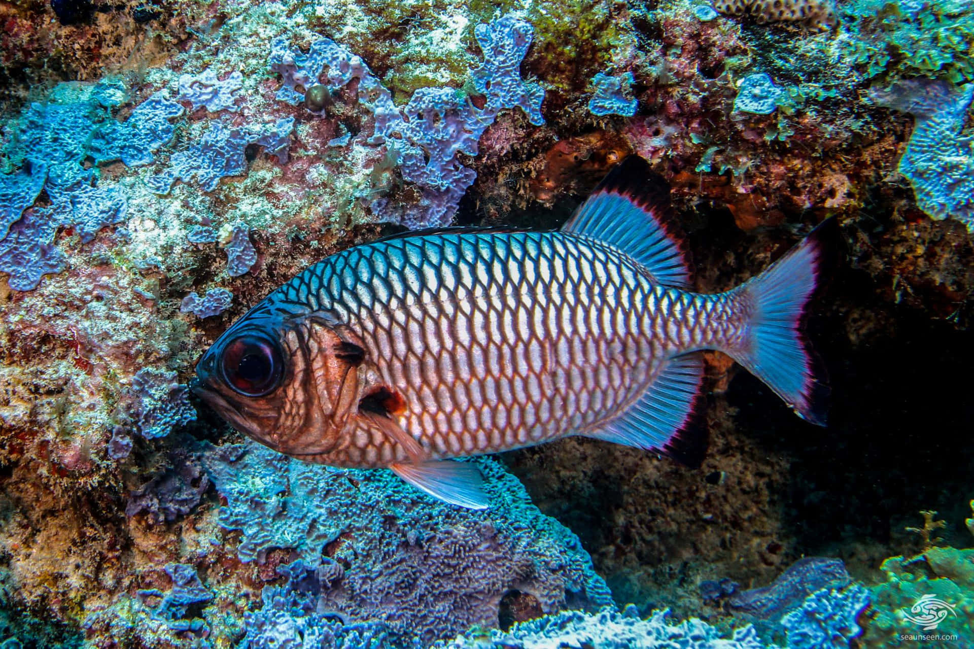 Vibrant Soldierfish Coral Reef Wallpaper