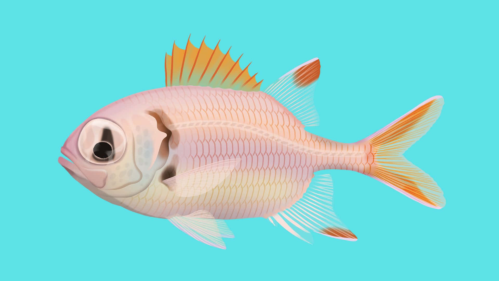 Vibrant Soldierfish Illustration Wallpaper