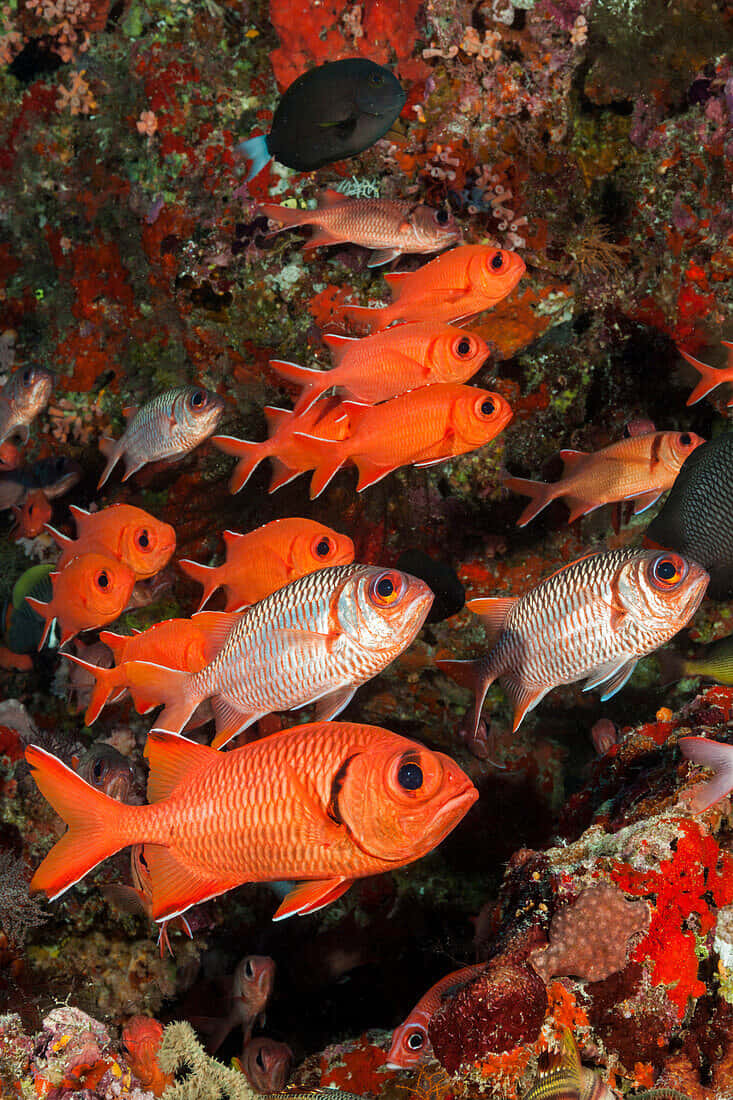 Vibrant_ Soldierfish_ School_ Underwater.jpg Wallpaper