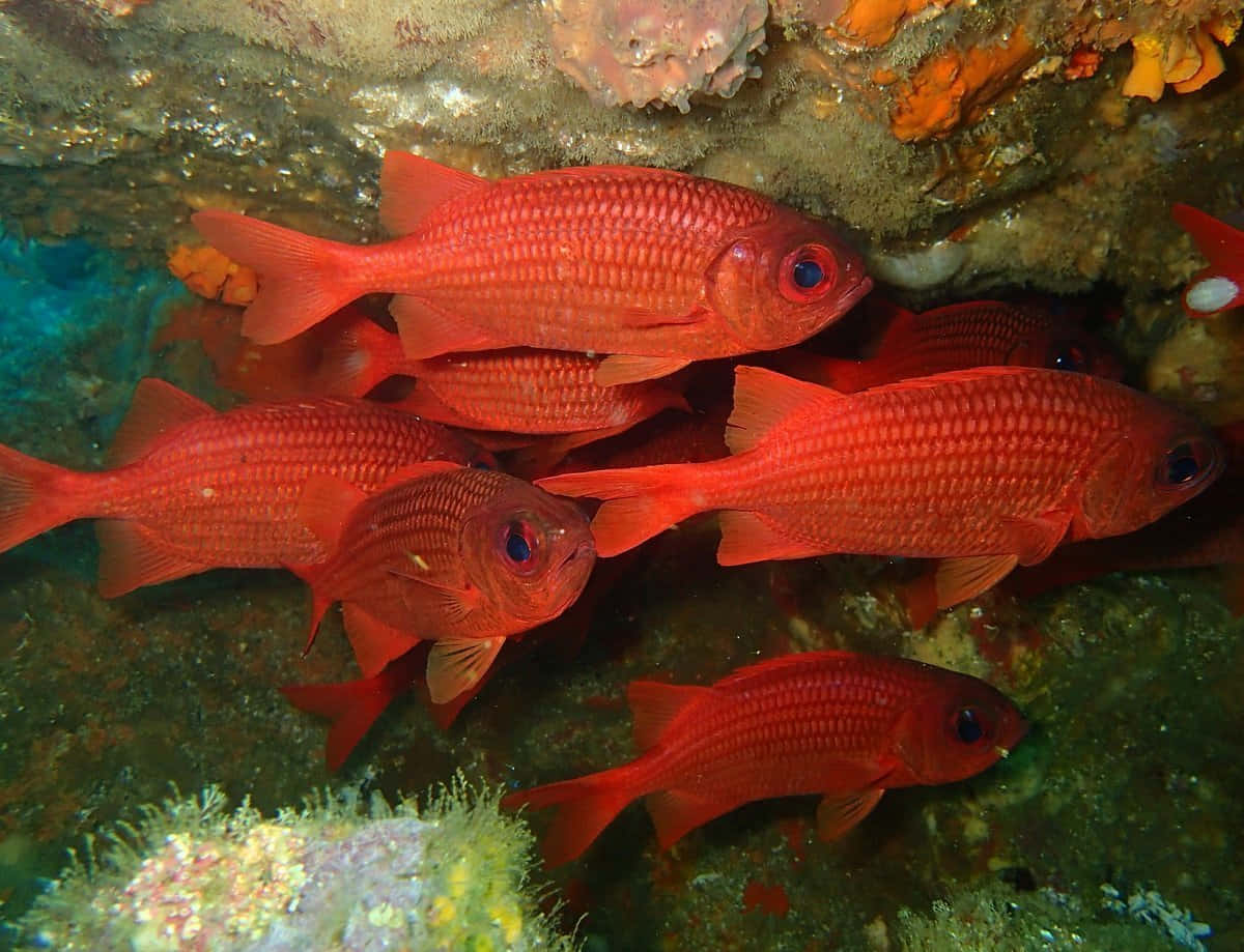 Vibrant Soldierfish Swimming Among Coral Reefs Wallpaper