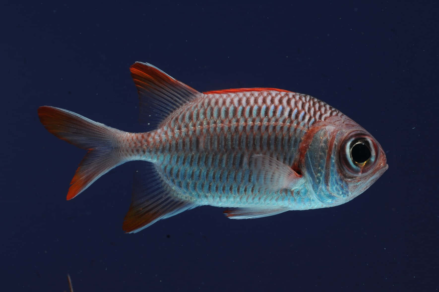 Vibrant Soldierfish Underwater Wallpaper