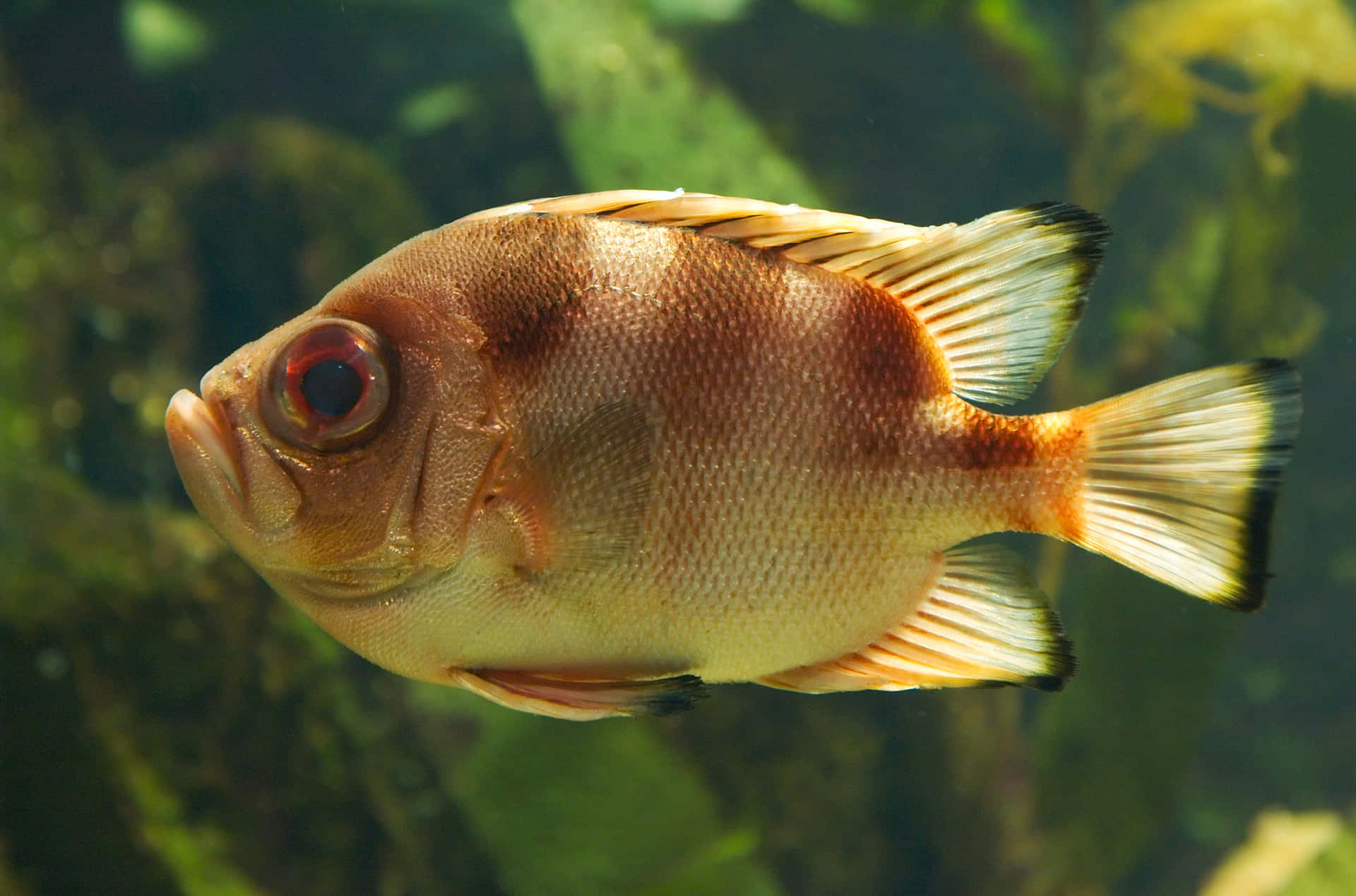 Vibrant Soldierfish Underwater Wallpaper