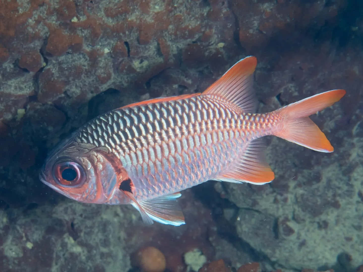 Ikan Tentara Cerah Di Bawah Laut Wallpaper