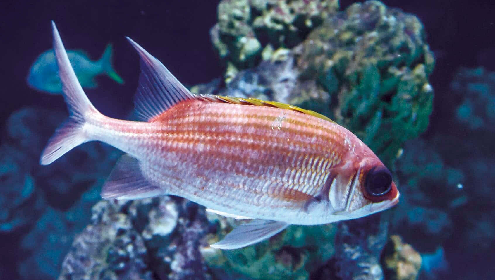 Vibrant Soldierfish Underwater Wallpaper