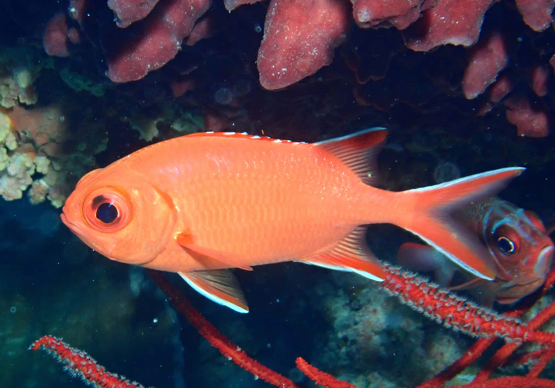 Vibrant Soldierfish Underwater Scene.jpg Wallpaper