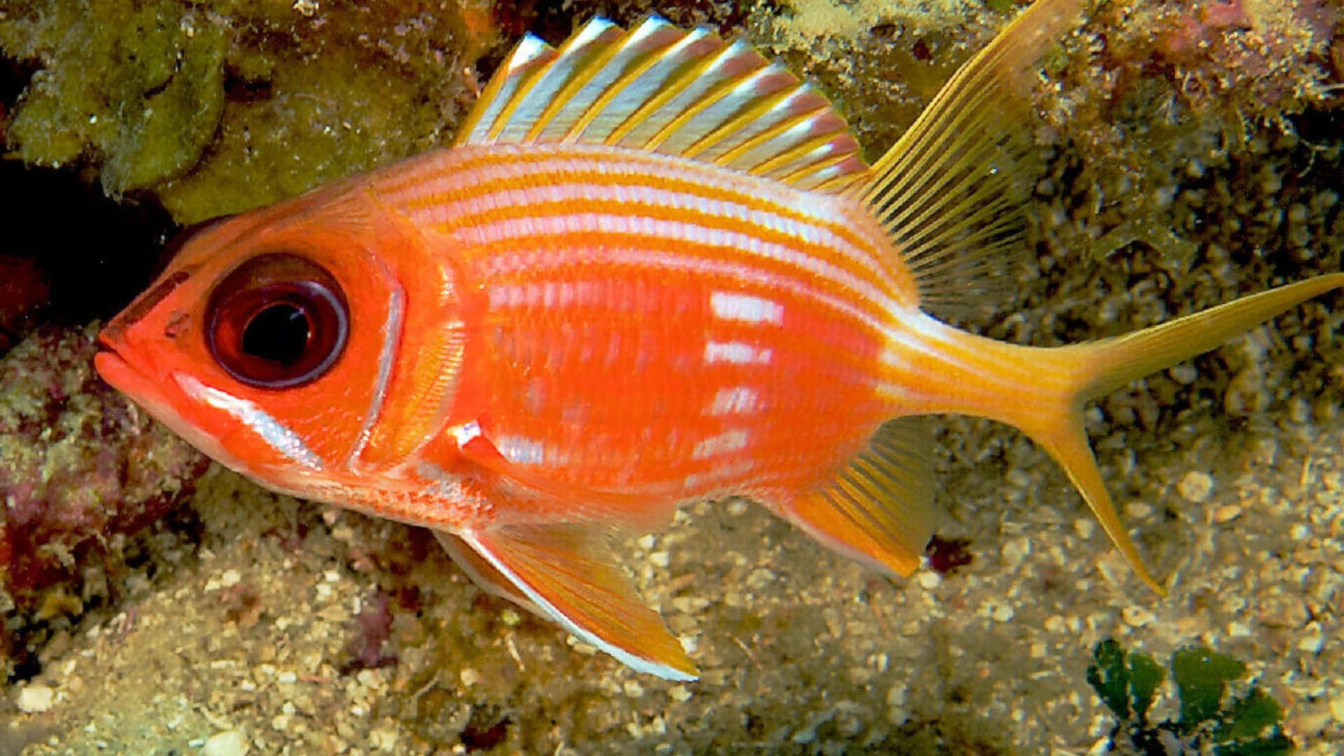 Vibrant Soldierfish Underwater Wallpaper
