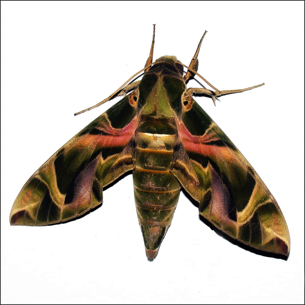 Vibrant Sphinx Moth Isolated Wallpaper