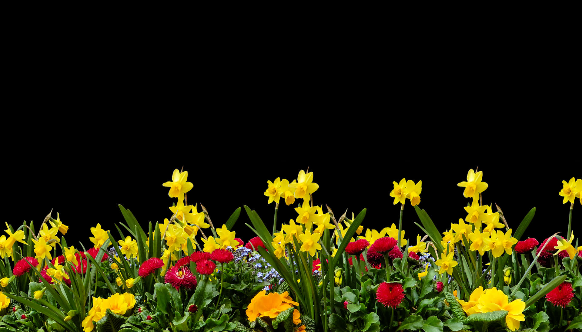 Vibrant Spring Flower Borderon Black Background.jpg PNG