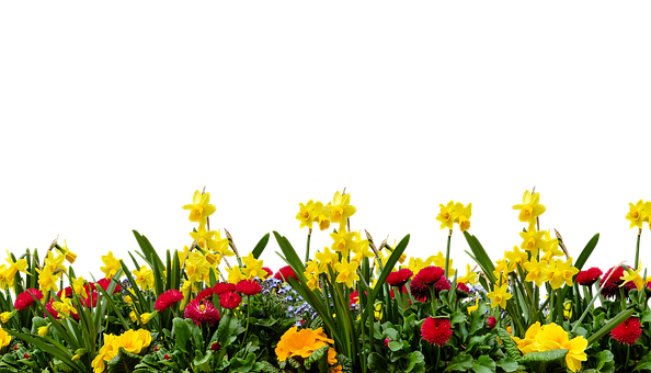 Vibrant Spring Flower Displayon Black Background PNG