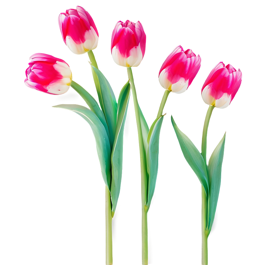 Vibrant Spring Tulips Png Wlu PNG
