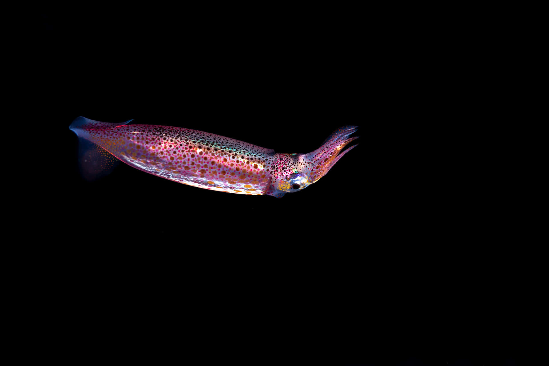 Vibrant Squidin Dark Waters.jpg Wallpaper