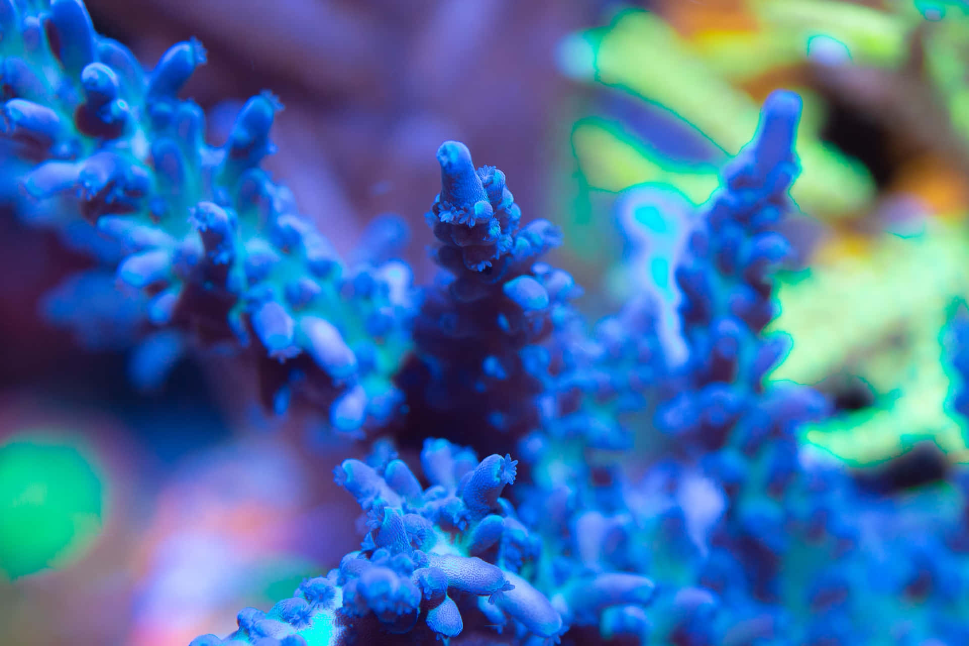 Vibrant Staghorn Coral Closeup Wallpaper