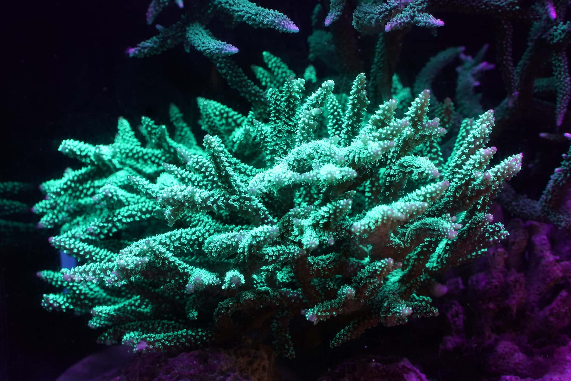 Vibrant Staghorn Coral Reef Wallpaper