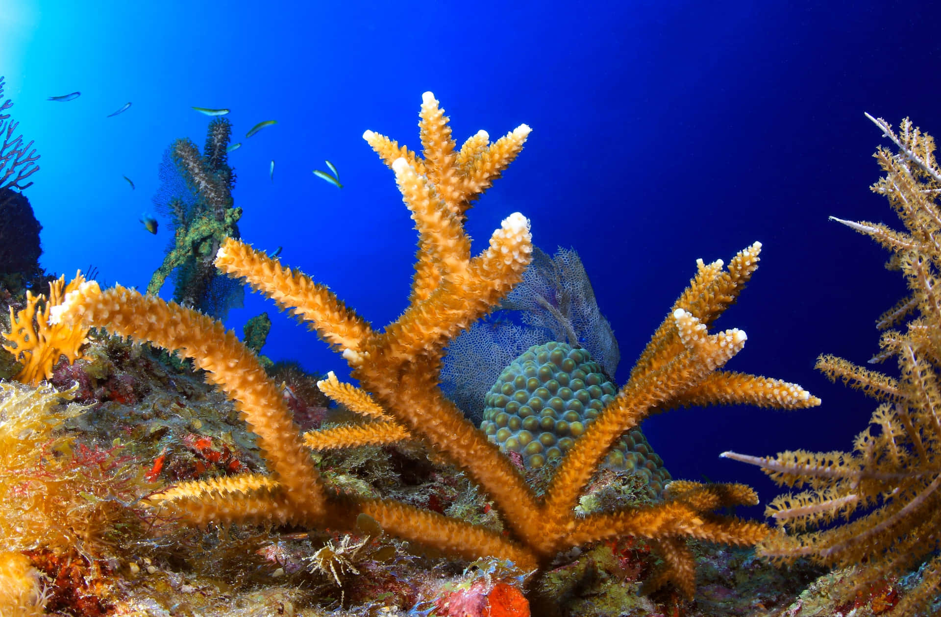 Vibrant_ Staghorn_ Coral_ Reef_ Scene Wallpaper