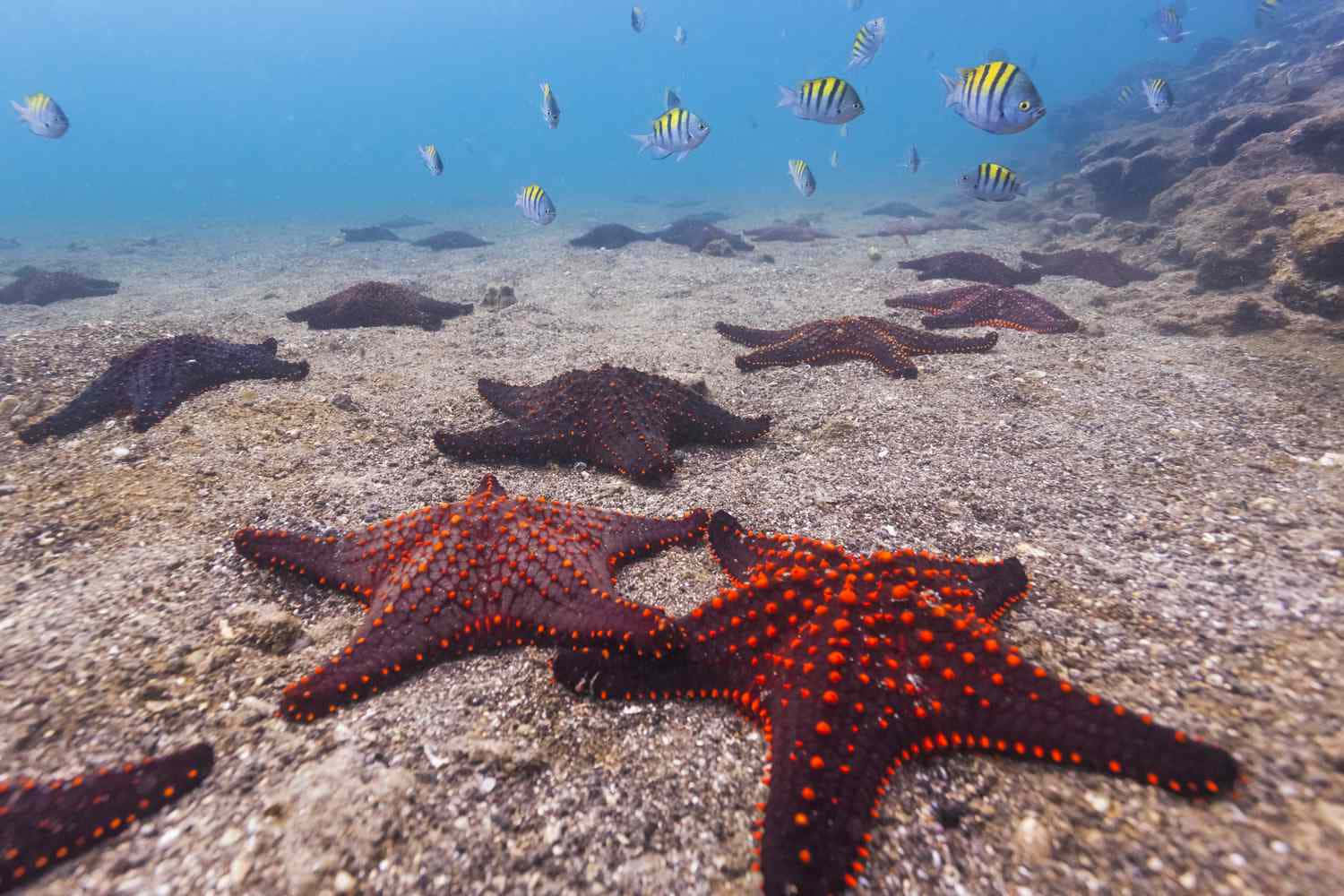 Vibrant_ Starfish_ Underwater_ Scene.jpg Wallpaper