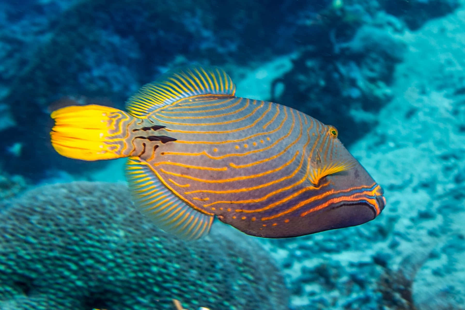 Download Vibrant Striped Triggerfish Swimming Wallpaper | Wallpapers.com