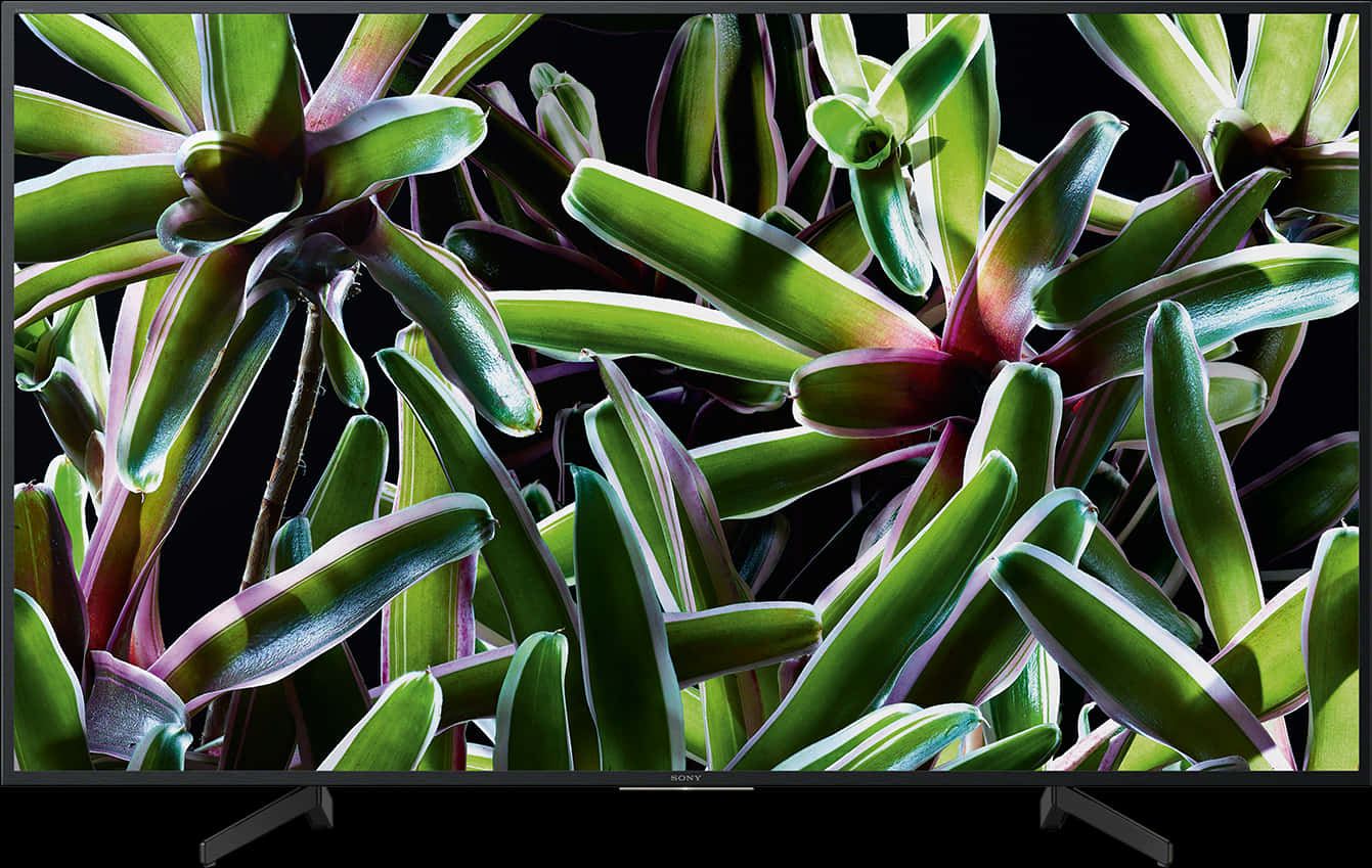 Vibrant Succulent Display4 K T V PNG