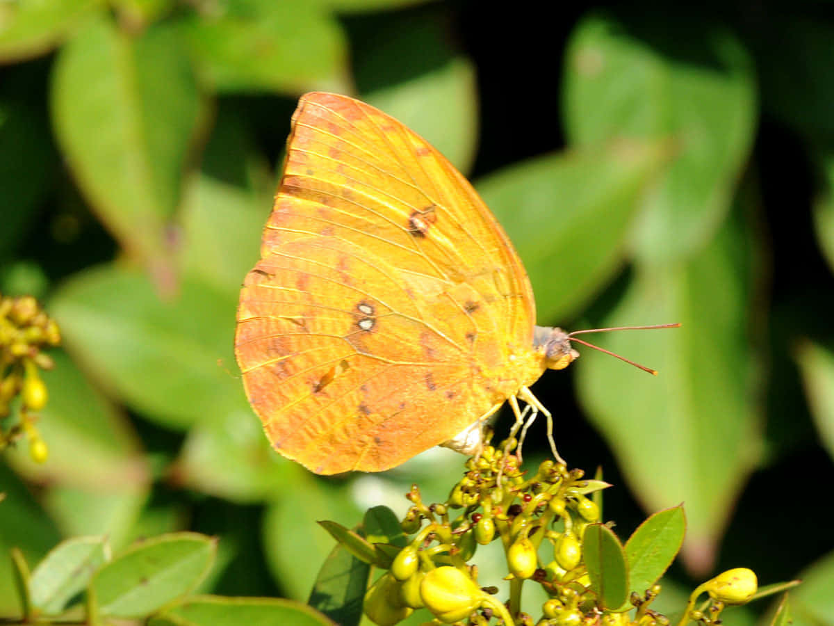 Vibrant_ Sulphur_ Butterfly_ Perched Wallpaper