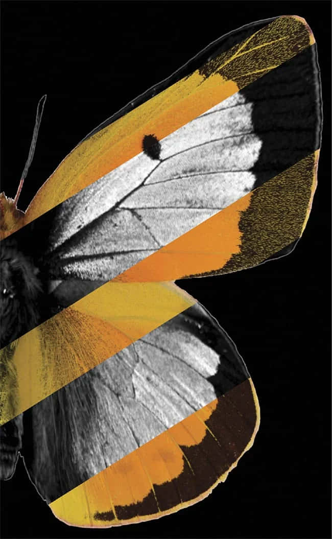 Vibrant Sulphur Butterfly Wings Wallpaper