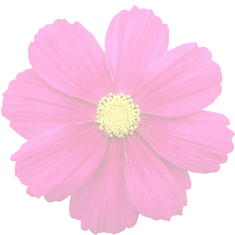 Vibrant Summer Bloom PNG