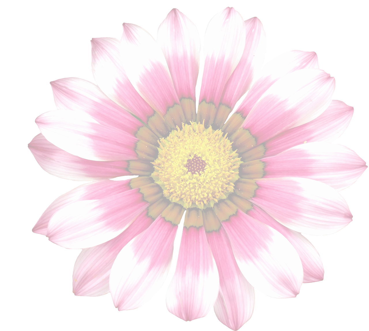 Vibrant Summer Daisy.jpg PNG