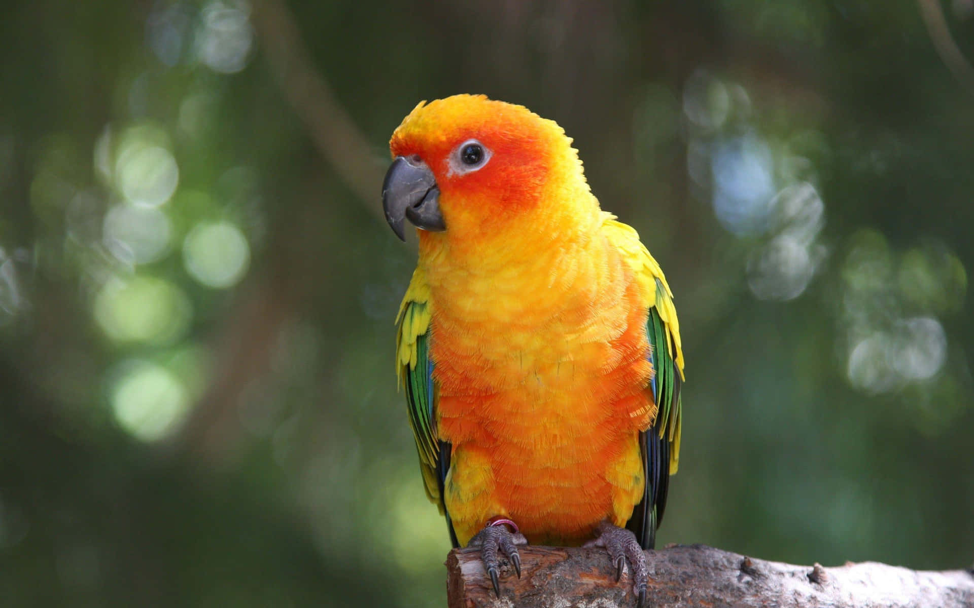 Vibrant Sol Conure På Gren Bakgrunnsbildet