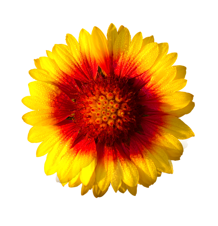 Vibrant Sun Kissed Flower PNG