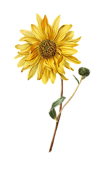 Vibrant Sunflower Against Black Background PNG
