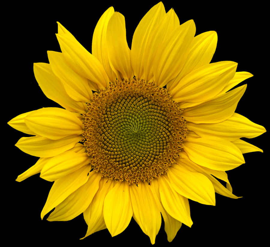 Vibrant_ Sunflower_ Against_ Black_ Background.jpg PNG