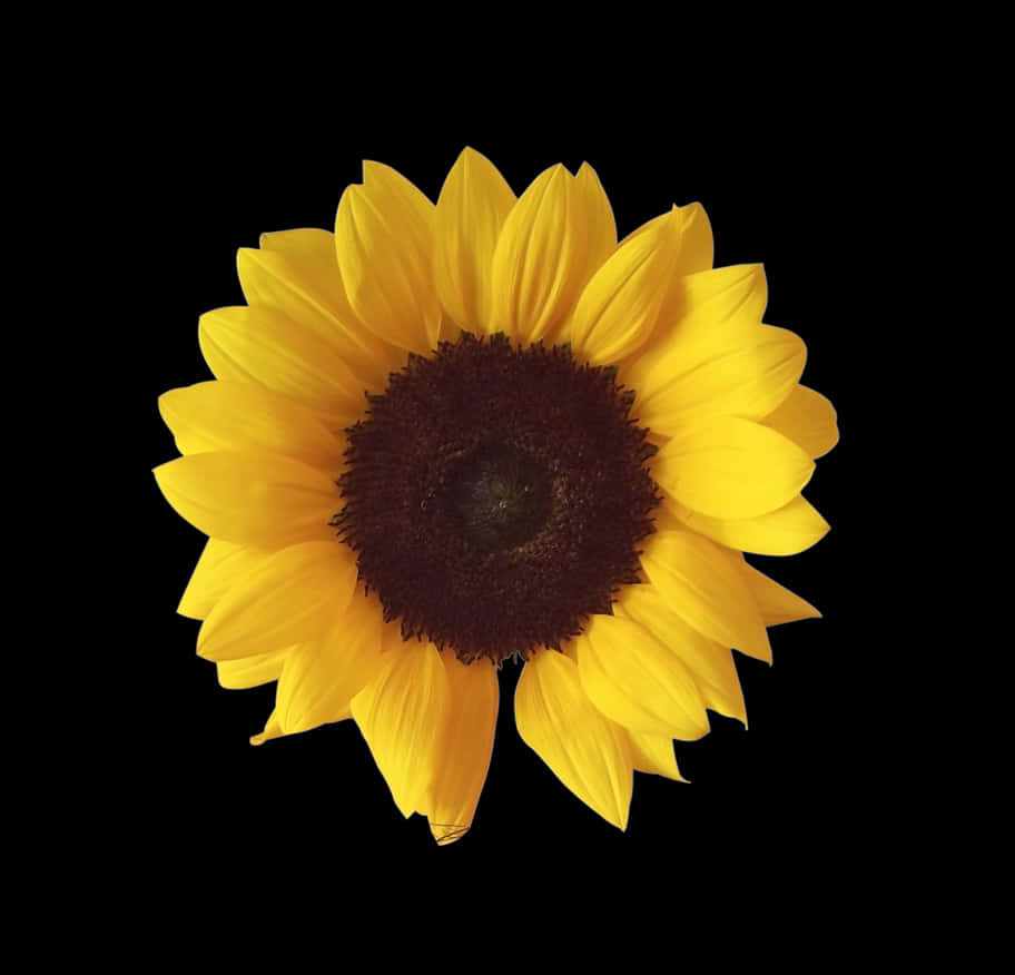 Vibrant_ Sunflower_ Against_ Black_ Background.jpg PNG