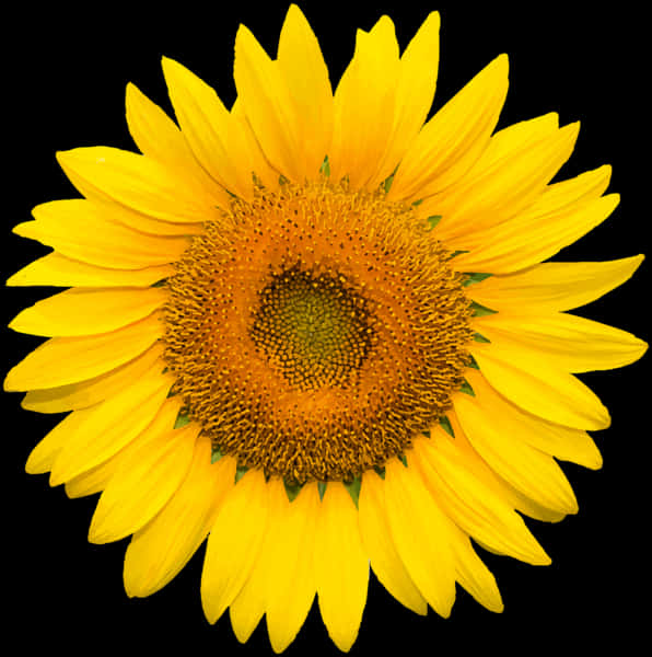 Vibrant_ Sunflower_ Against_ Black_ Background.jpg PNG