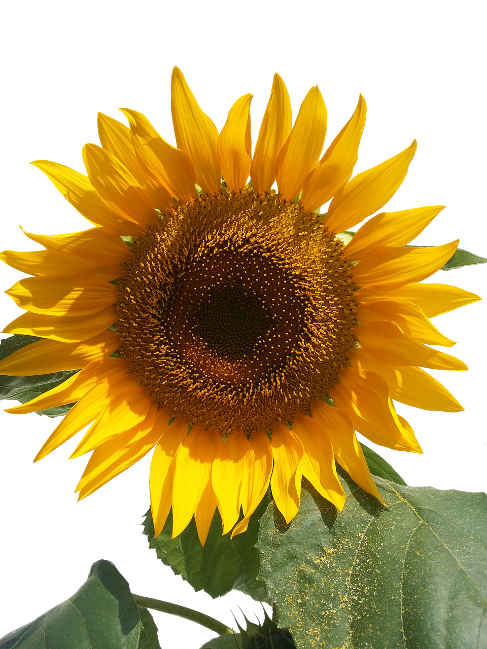 Vibrant Sunflower Against Black Background.jpg PNG