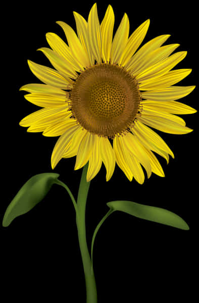 Vibrant Sunflower Against Black Background.jpg PNG