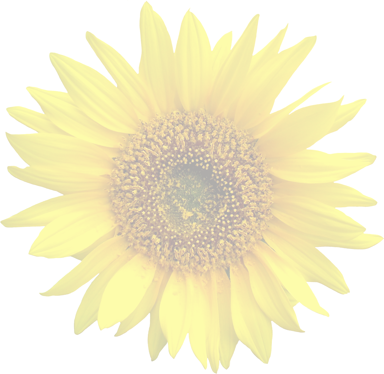 Vibrant Sunflower Against Black Background.jpg PNG