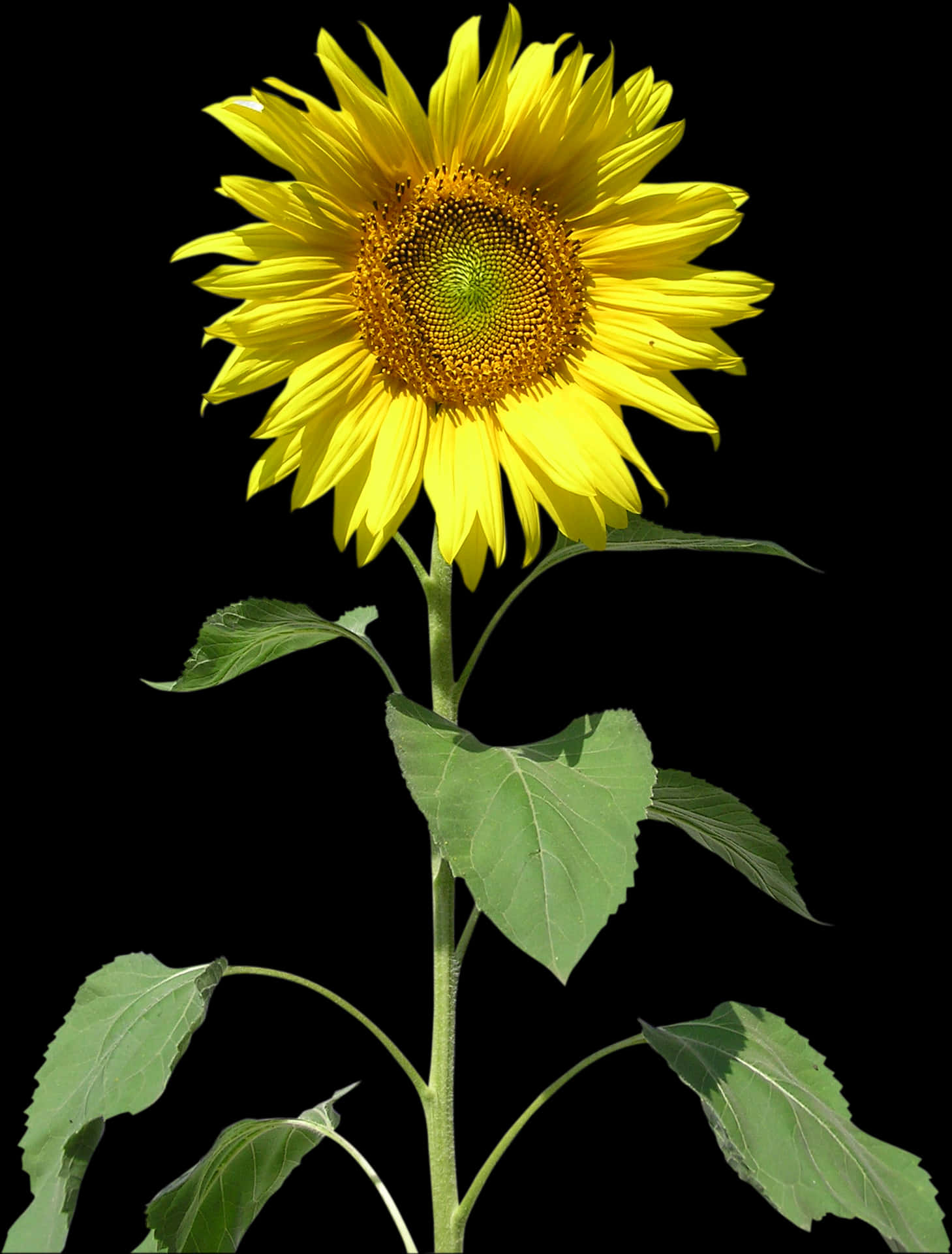 Vibrant Sunflower Against Black Background.jpg PNG