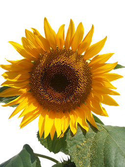Vibrant_ Sunflower_ Against_ Black_ Background.jpg PNG