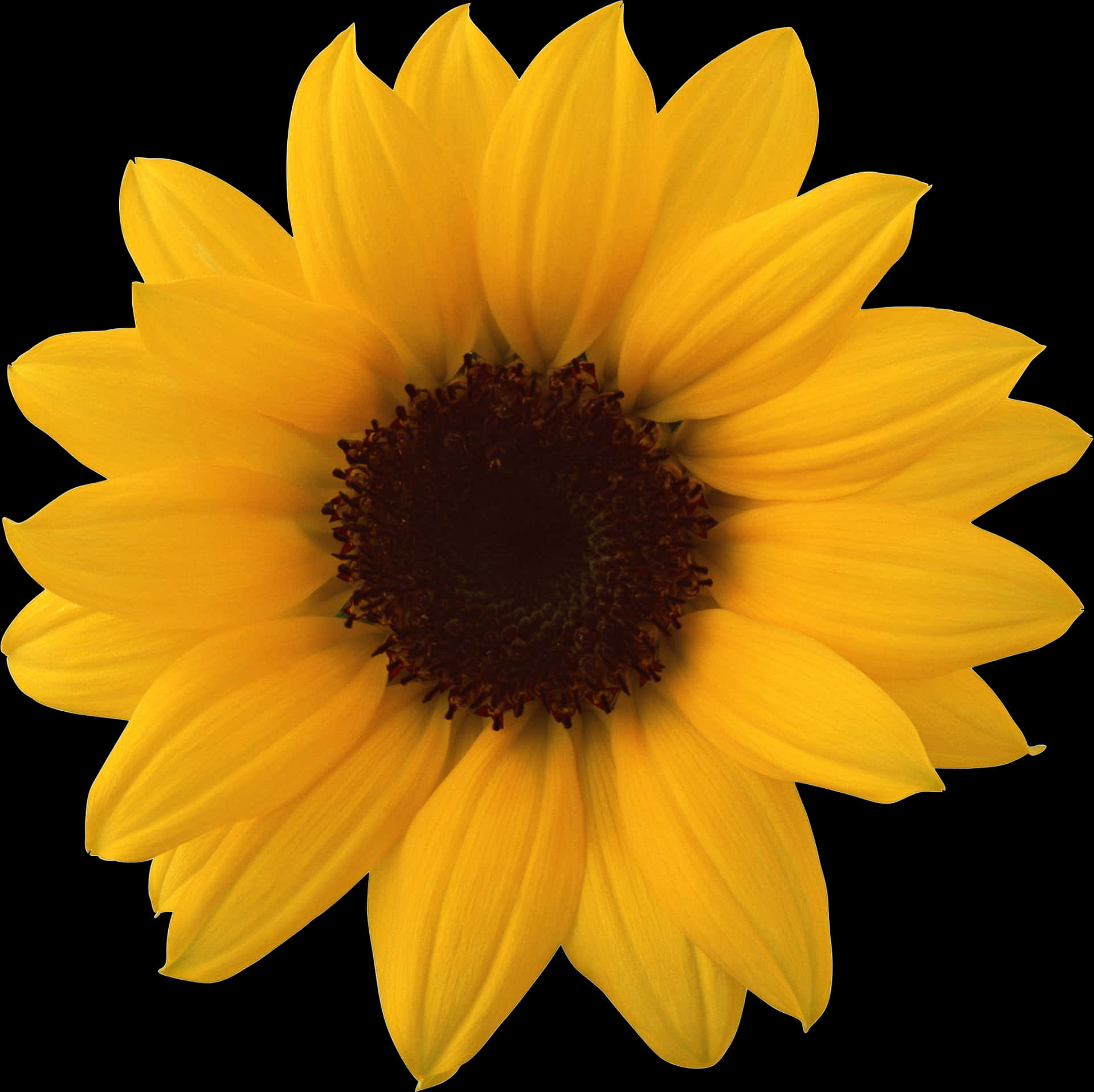 Vibrant_ Sunflower_ Against_ Black_ Background.jpg PNG