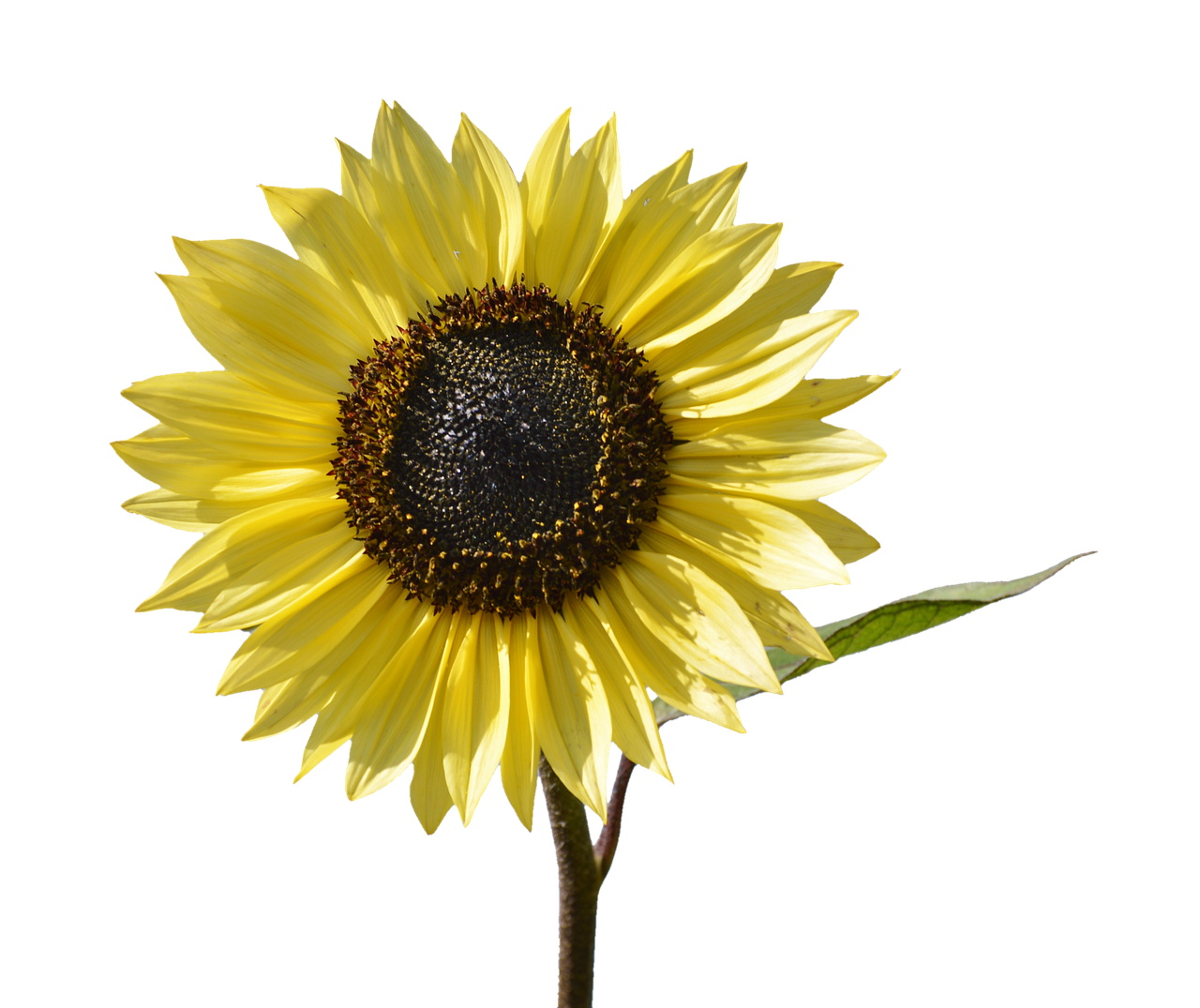 Vibrant Sunflower Against Black Background PNG