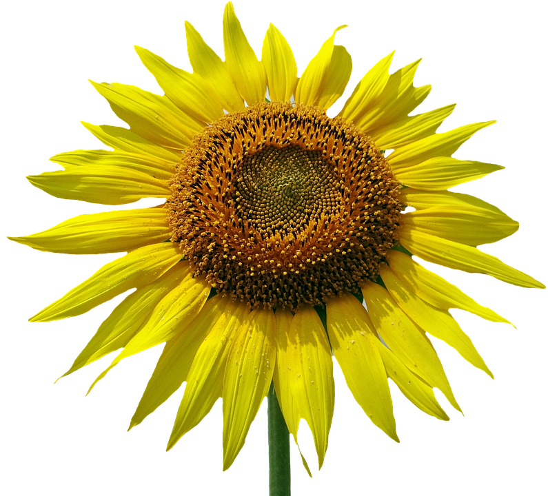 Vibrant Sunflower Against Blue Background.png PNG