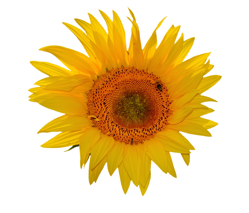 Vibrant Sunflower Against Gray Background PNG