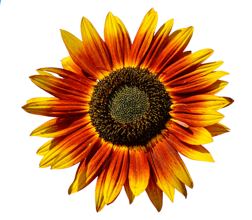 Vibrant Sunflower Against Gray Background PNG