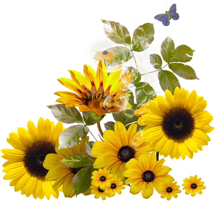 Vibrant Sunflower Arrangement PNG