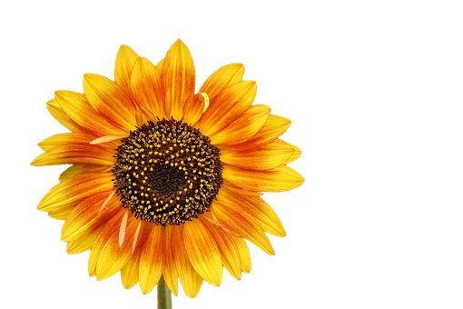 Vibrant Sunflower Black Background PNG